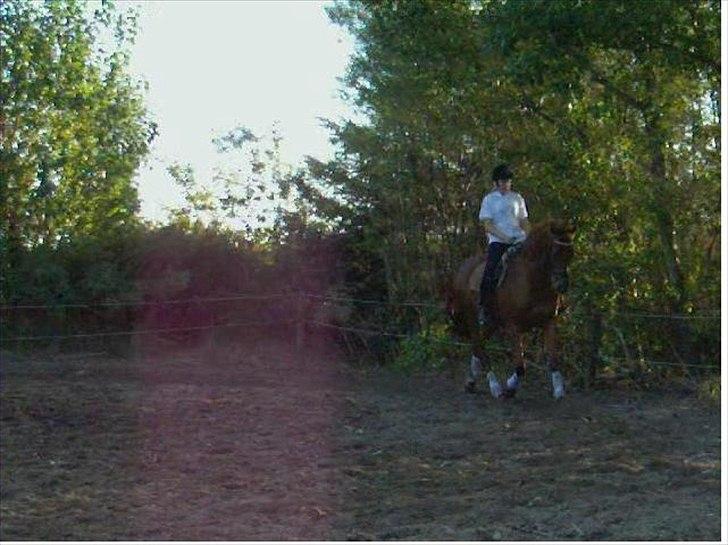 Anden særlig race Sakskærs Anastasia billede 4