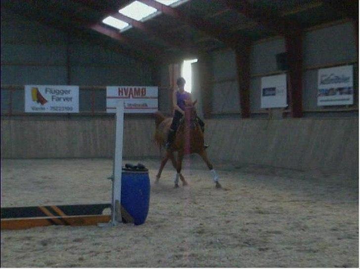 Anden særlig race Sakskærs Anastasia billede 5