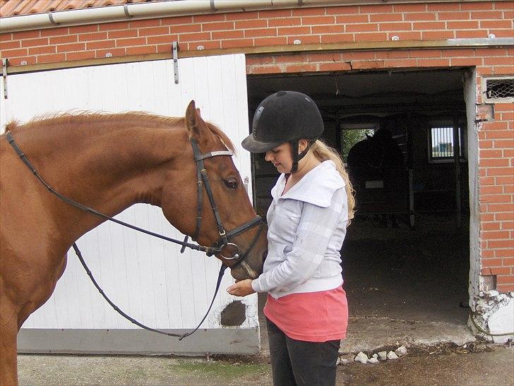 Anden særlig race Sakskærs Anastasia billede 8