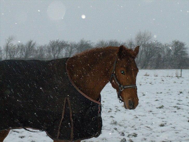 Anden særlig race Sakskærs Anastasia billede 9