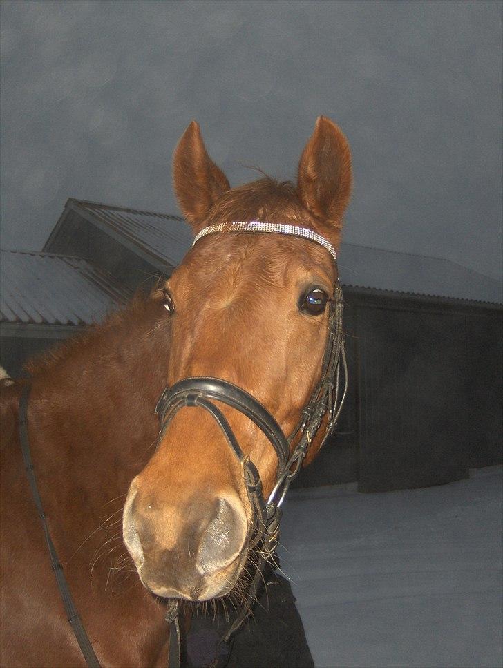 Anden særlig race Sakskærs Anastasia billede 10