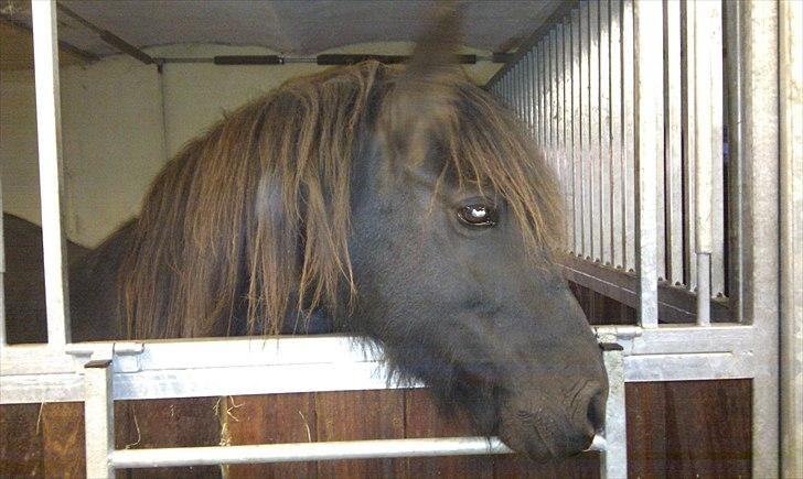 Fell pony Hedwich vh Westerkwartier billede 1