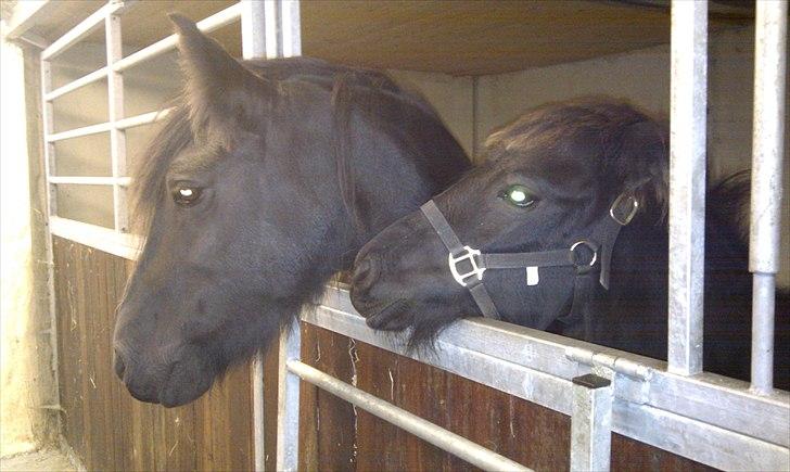 Fell pony Hedwich vh Westerkwartier billede 2