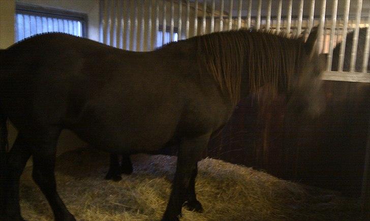 Fell pony Hedwich vh Westerkwartier billede 3