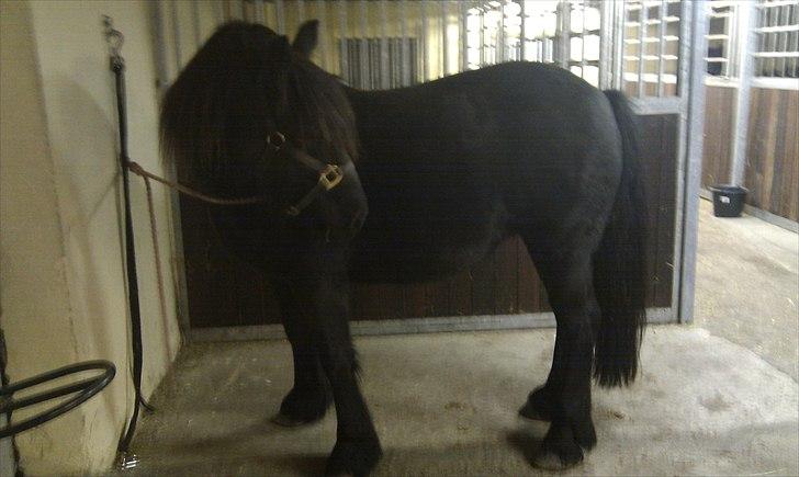 Fell pony Hedwich vh Westerkwartier billede 4