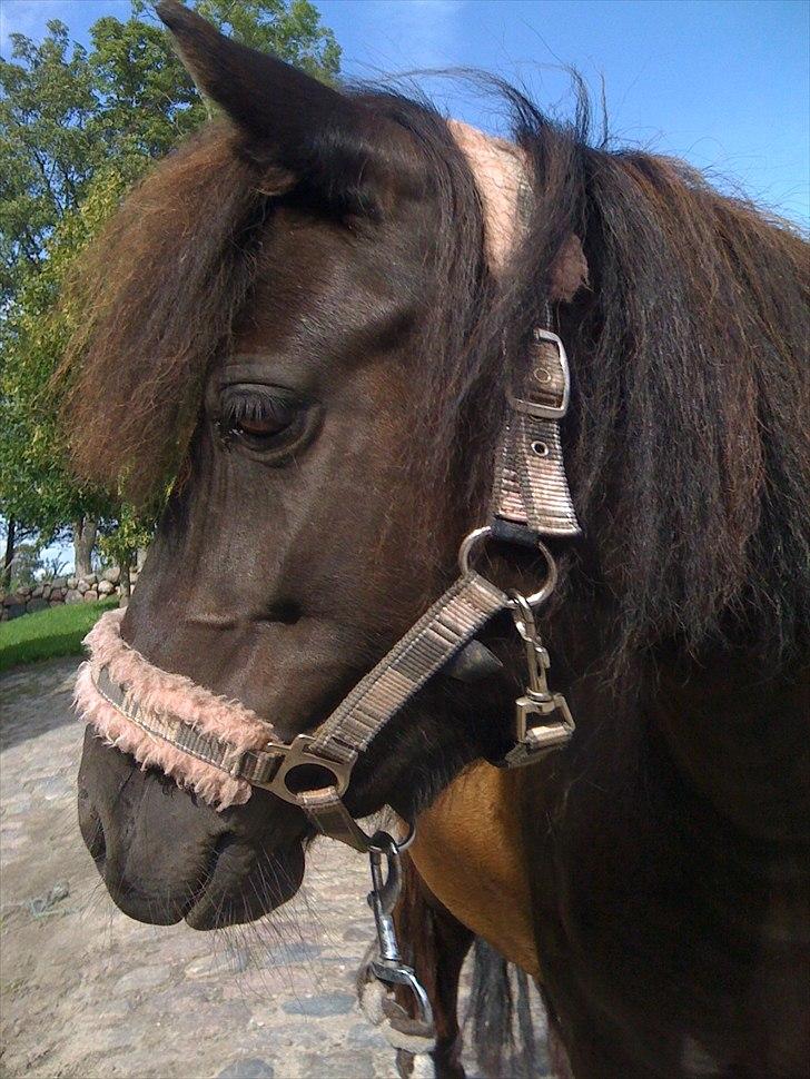 Shetlænder Ally *part* Solgt!!.'( billede 1