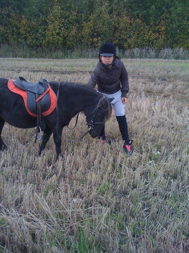 Shetlænder Ally *part* Solgt!!.'( billede 2