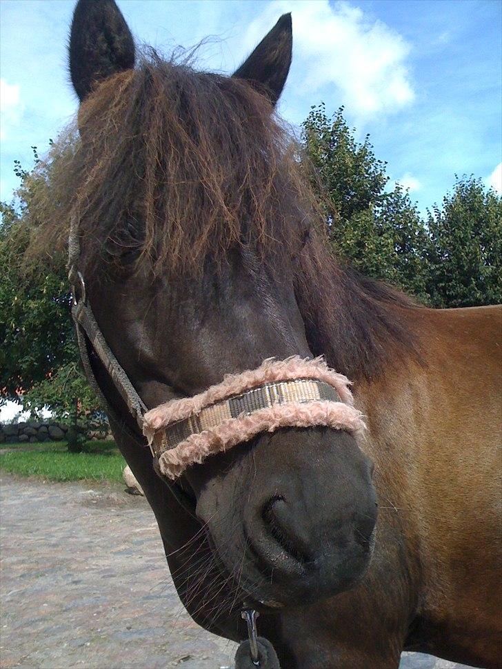 Shetlænder Ally *part* Solgt!!.'( billede 3