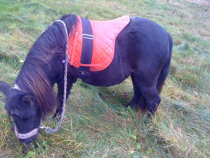 Shetlænder Ally *part* Solgt!!.'( billede 4