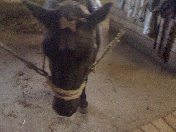 Shetlænder Ally *part* Solgt!!.'( billede 5