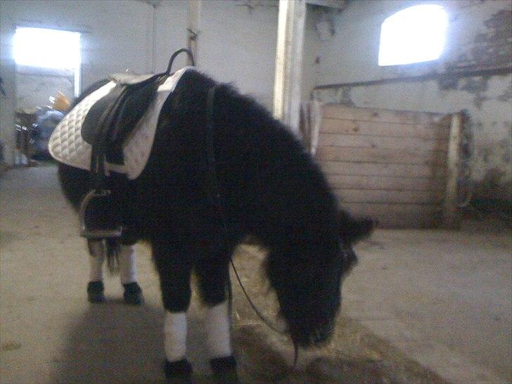 Shetlænder Ally *part* Solgt!!.'( billede 6