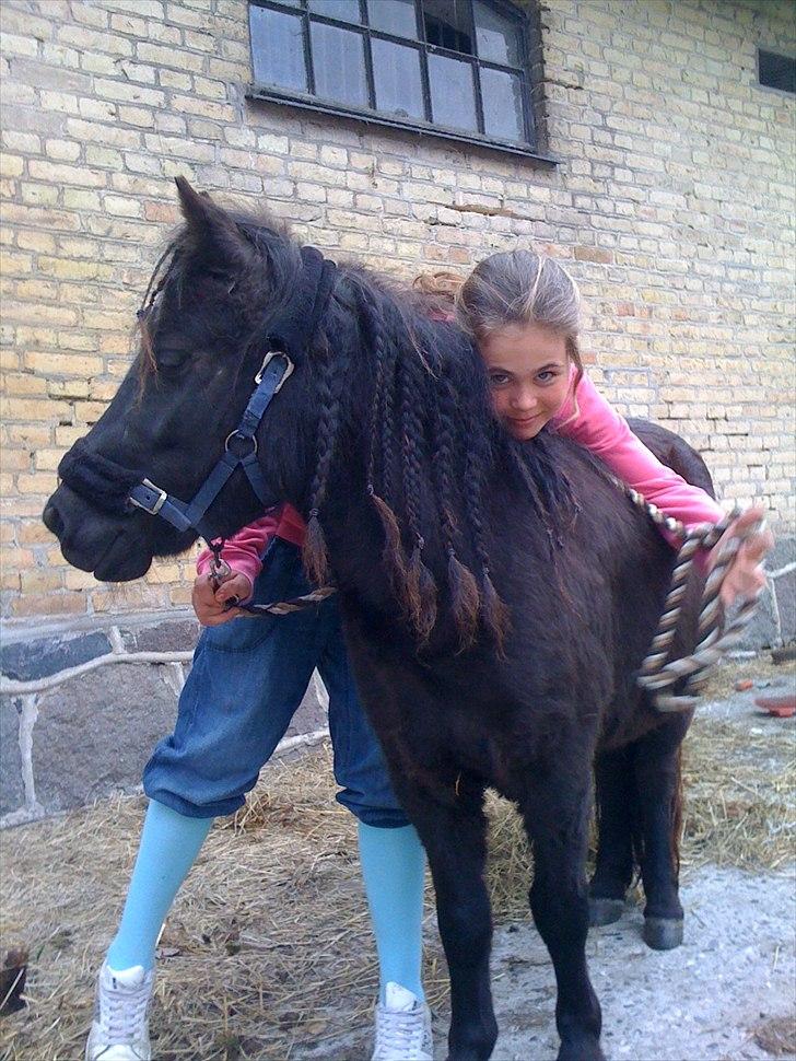 Shetlænder Ally *part* Solgt!!.'( billede 8