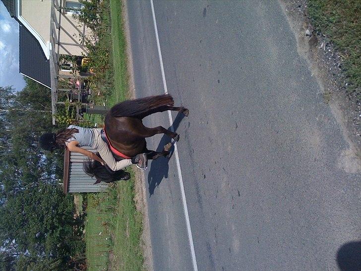 Shetlænder Ally *part* Solgt!!.'( billede 9