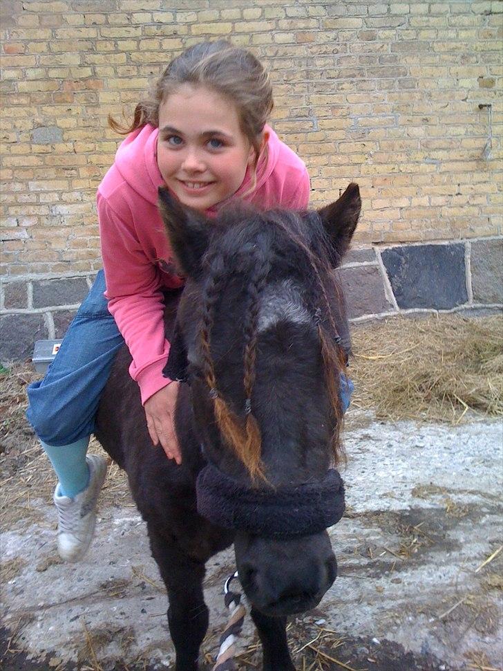 Shetlænder Ally *part* Solgt!!.'( billede 10