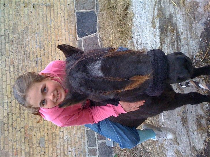 Shetlænder Ally *part* Solgt!!.'( billede 11