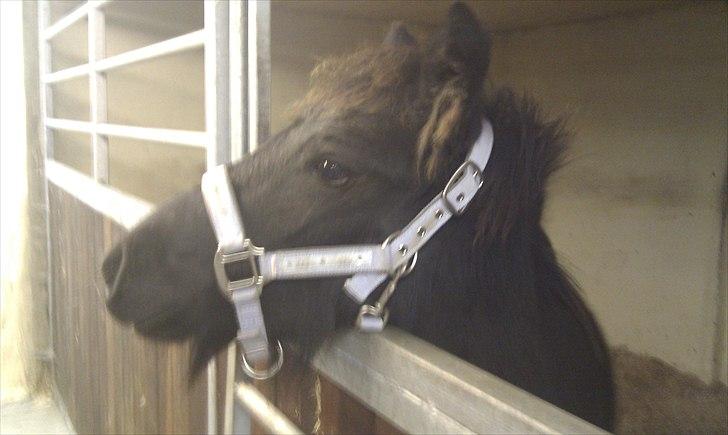 Fell pony Møllegårdens B. Princess billede 1