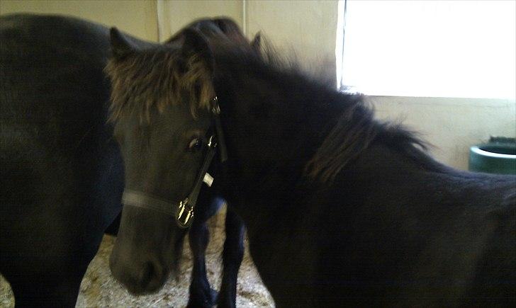 Fell pony Møllegårdens B. Princess billede 2