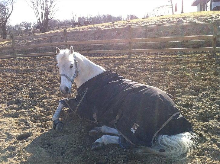 DSP bohemo geum A-PONY! - aresrunde dm 2010 bohemo og simone billede 1