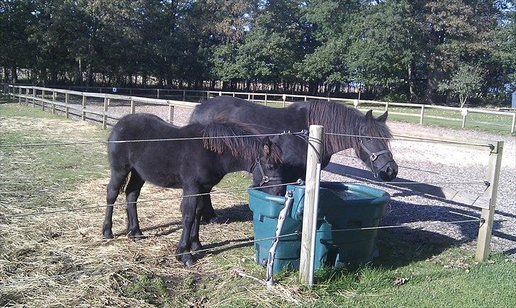 Fell pony Møllegårdens B. Princess billede 3