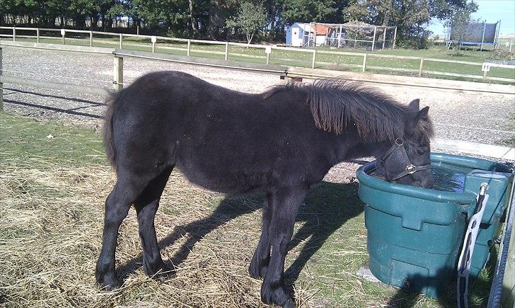 Fell pony Møllegårdens B. Princess billede 4