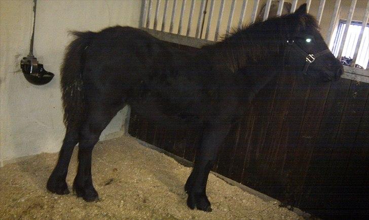 Fell pony Møllegårdens B. Princess billede 5