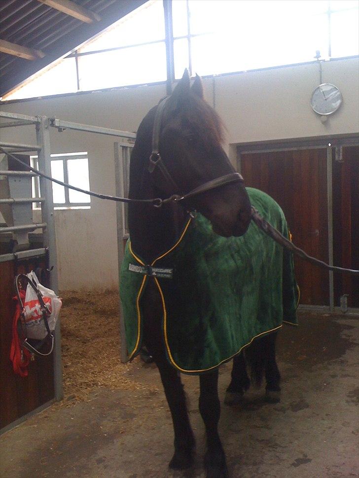 Frieser Jelle L - Er vist godt tilfreds med den nye rambo frakke billede 9