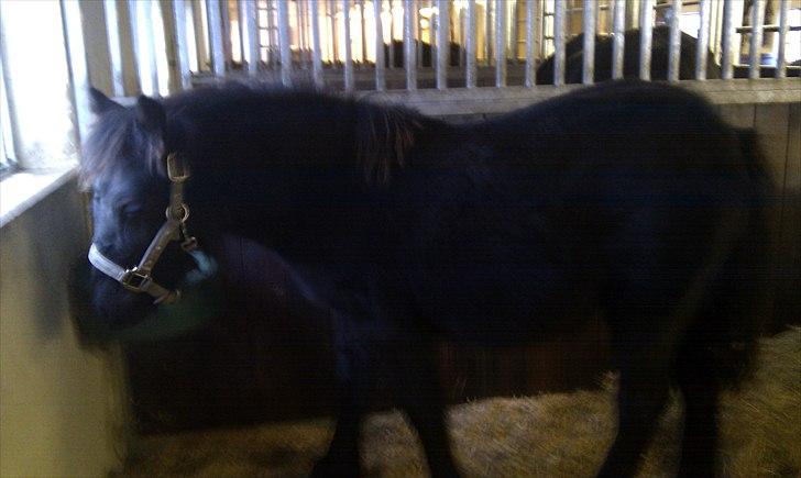 Fell pony Møllegårdens B. Princess billede 6