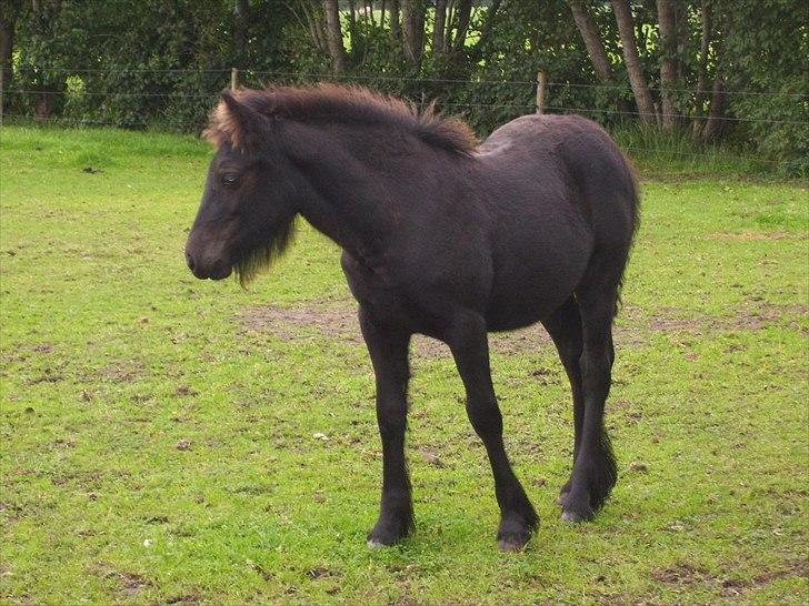 Fell pony Møllegårdens B. Princess billede 7