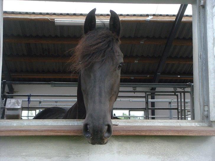 Frieser Jelle L - Her bor jeg.... Hej hej billede 11