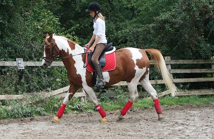 Hollandsk Sportspony Freja R.I.P..Savnes<3 - Dressur træning Okt. 2010 [Foto: Julie Sundberg] billede 3