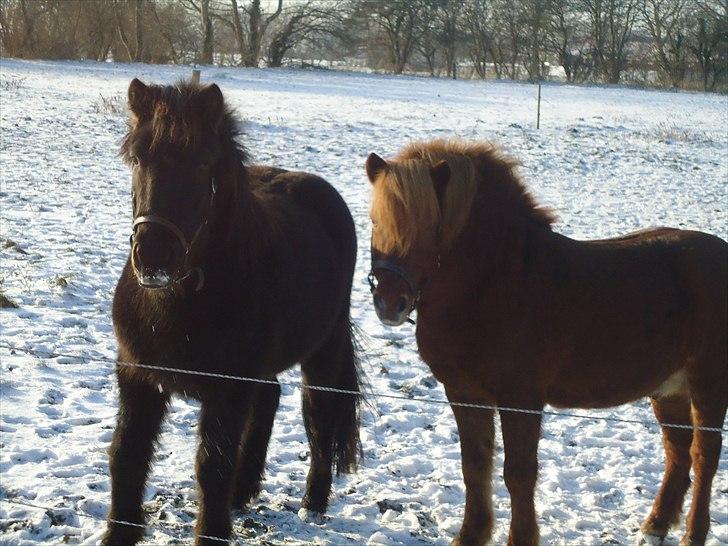 Islænder Faxi fra Hindø billede 13