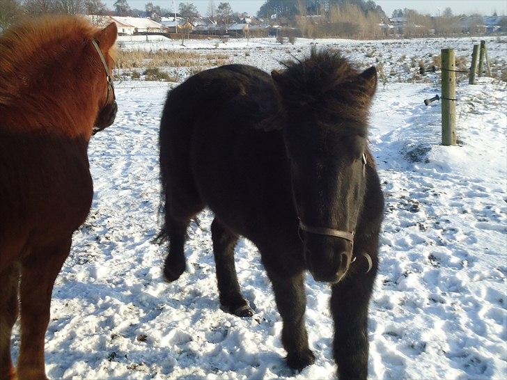 Islænder Faxi fra Hindø billede 7