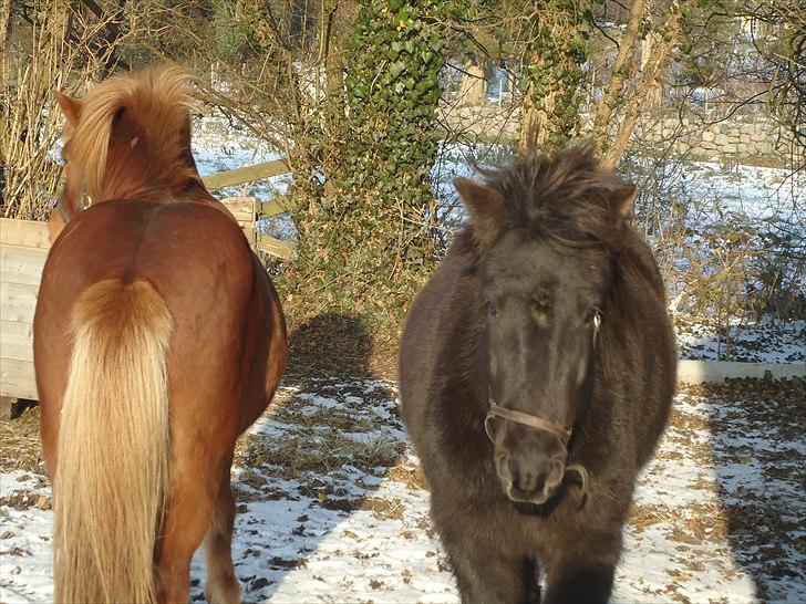 Islænder Faxi fra Hindø billede 8