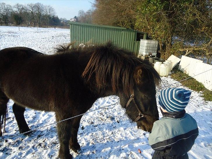 Islænder Faxi fra Hindø - første gang min søn og Faxi ser hinanden i dagslys billede 9
