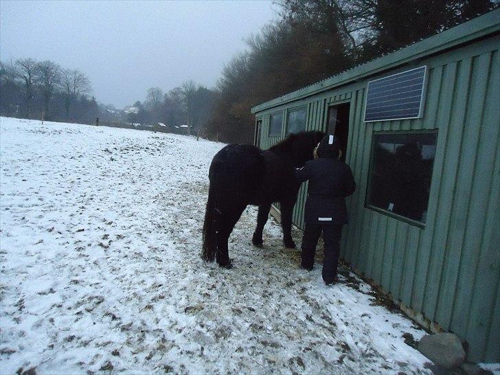 Islænder Faxi fra Hindø billede 10