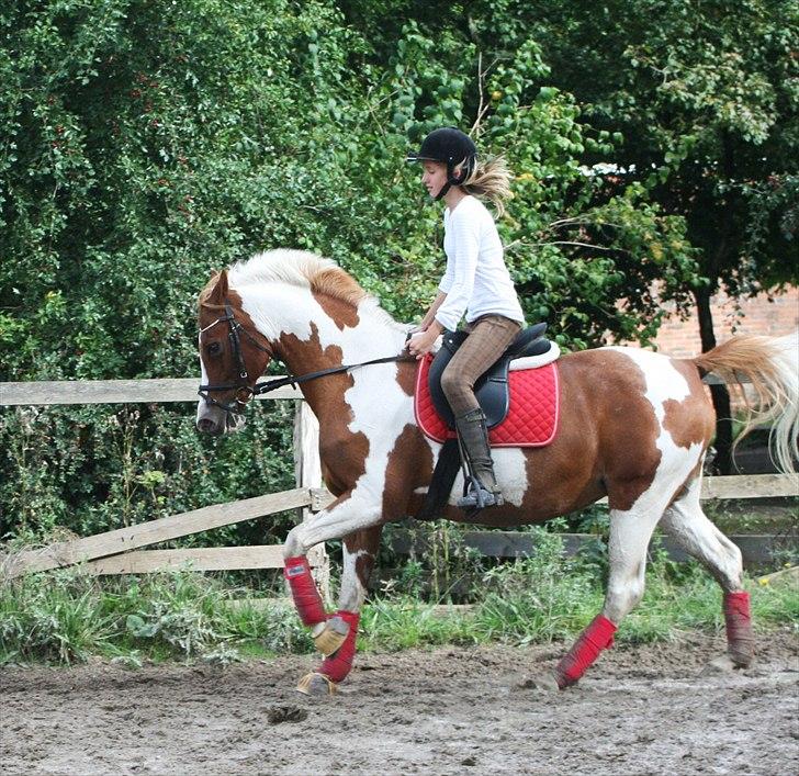 Hollandsk Sportspony Freja R.I.P..Savnes<3 - Vi er stadig igang med at øve galoppen :D [Foto: Julie Sundberg] billede 6