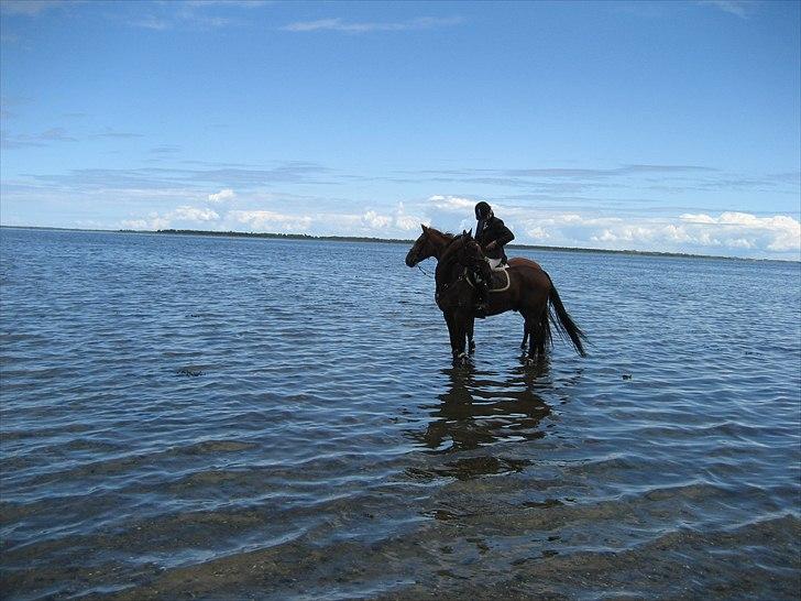 Anden særlig race Rasti billede 8