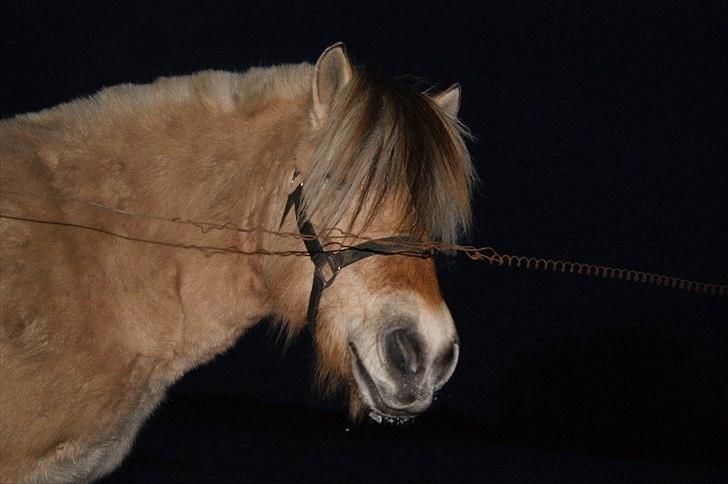 Fjordhest fraja billede 26