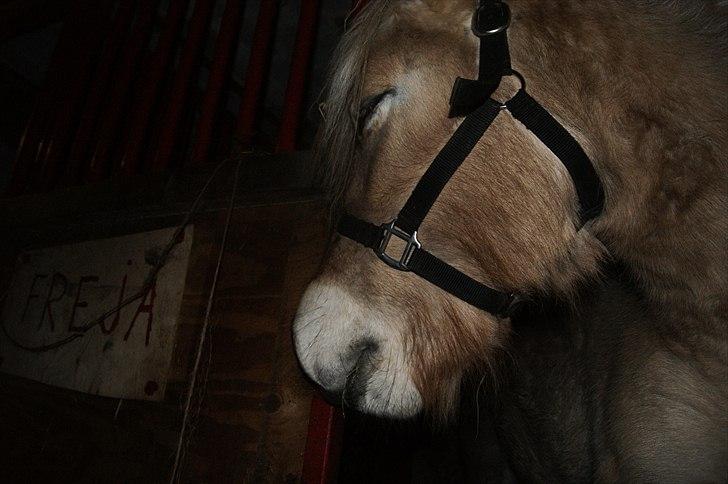 Fjordhest fraja billede 27