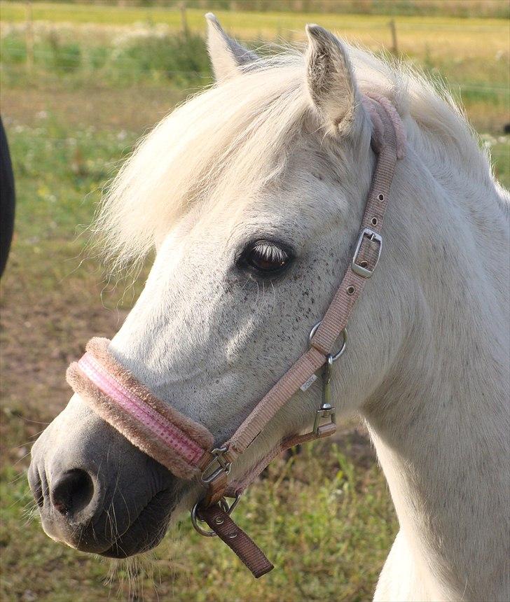 Anden særlig race Søby Vestergaards Clio billede 1