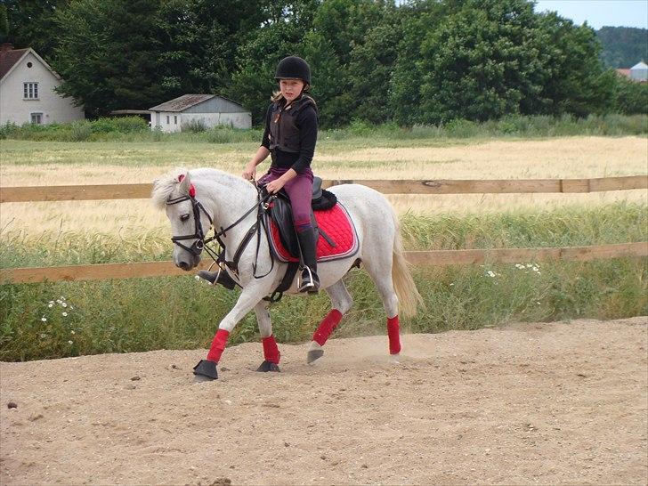 Anden særlig race Søby Vestergaards Clio billede 2