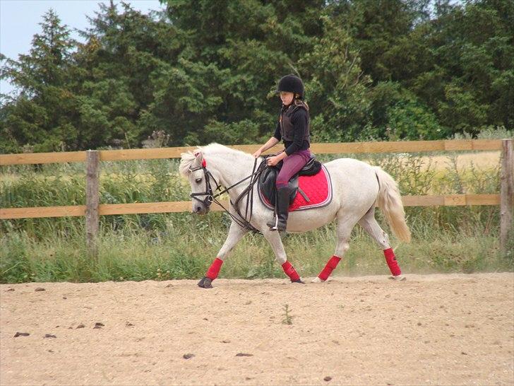 Anden særlig race Søby Vestergaards Clio billede 3