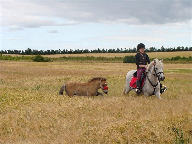 Anden særlig race Søby Vestergaards Clio billede 4
