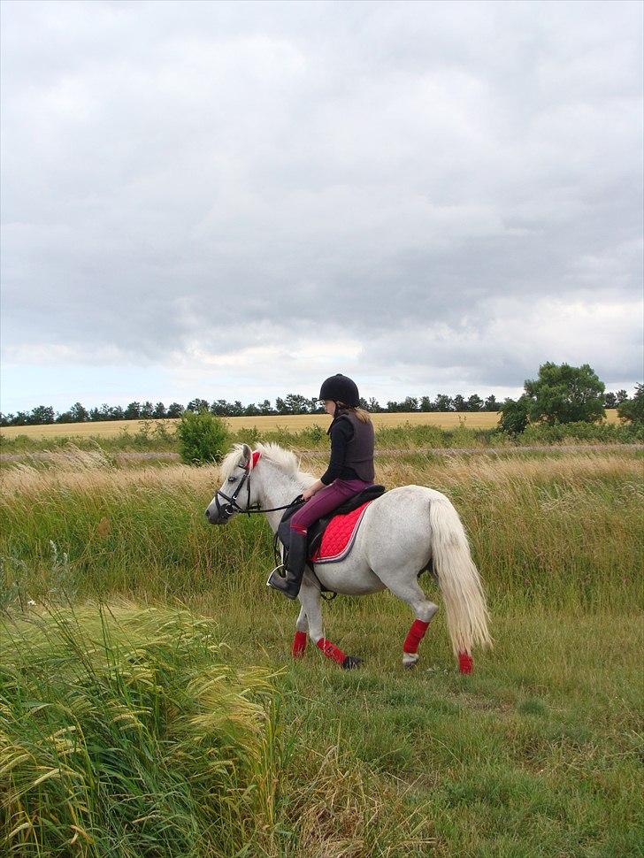 Anden særlig race Søby Vestergaards Clio billede 5