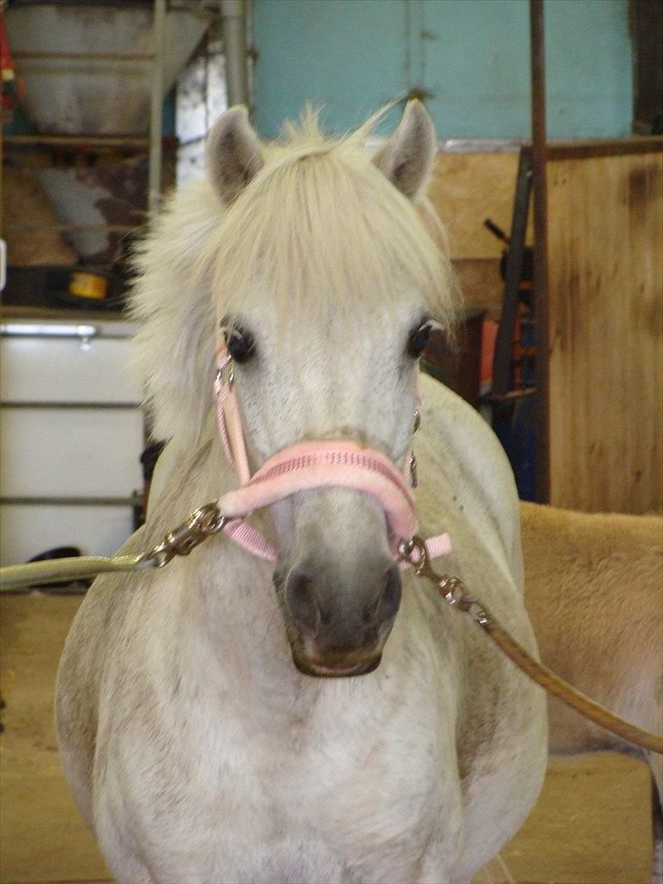 Anden særlig race Søby Vestergaards Clio billede 6