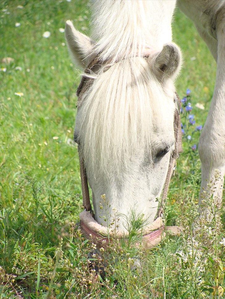 Anden særlig race Søby Vestergaards Clio billede 7
