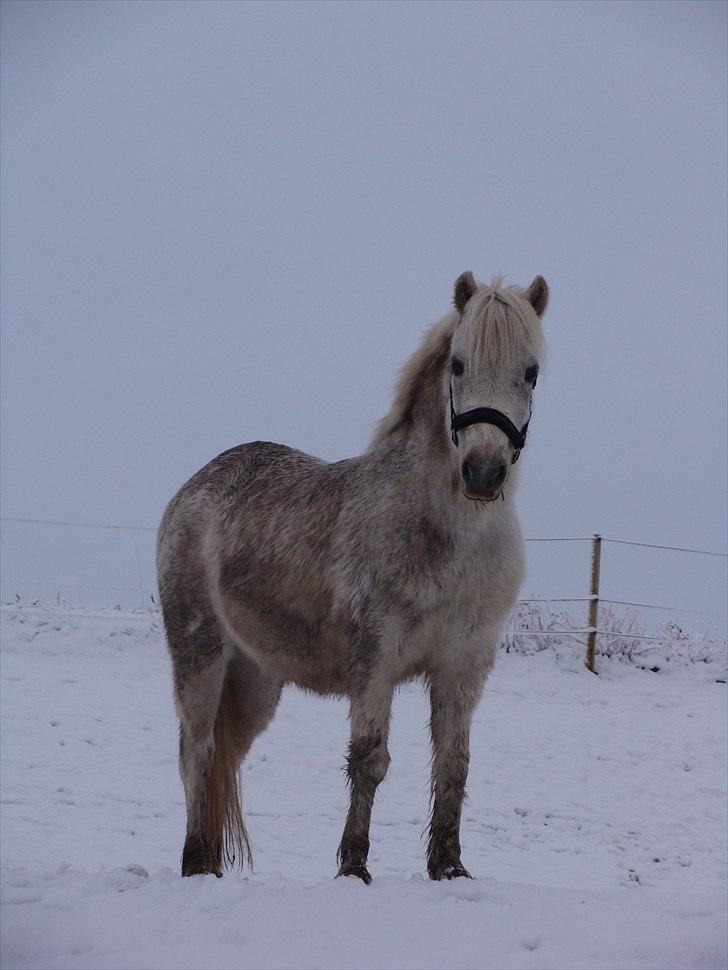 Anden særlig race Søby Vestergaards Clio billede 8