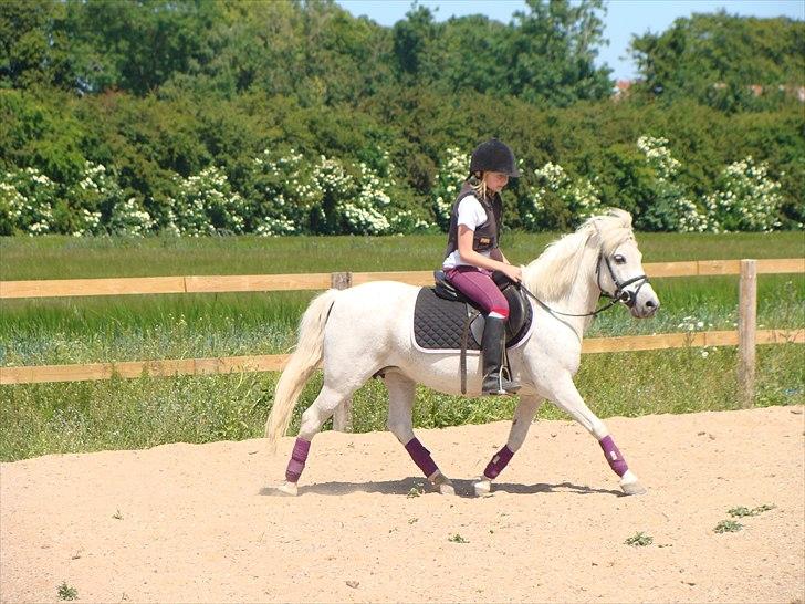 Anden særlig race Søby Vestergaards Clio billede 9