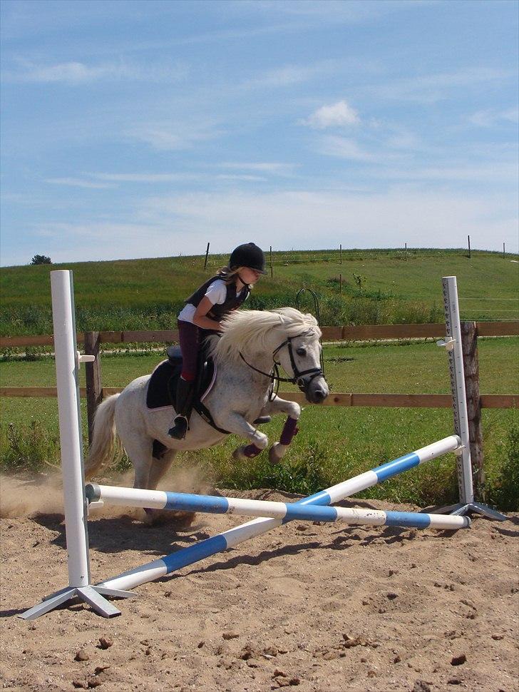 Anden særlig race Søby Vestergaards Clio billede 10