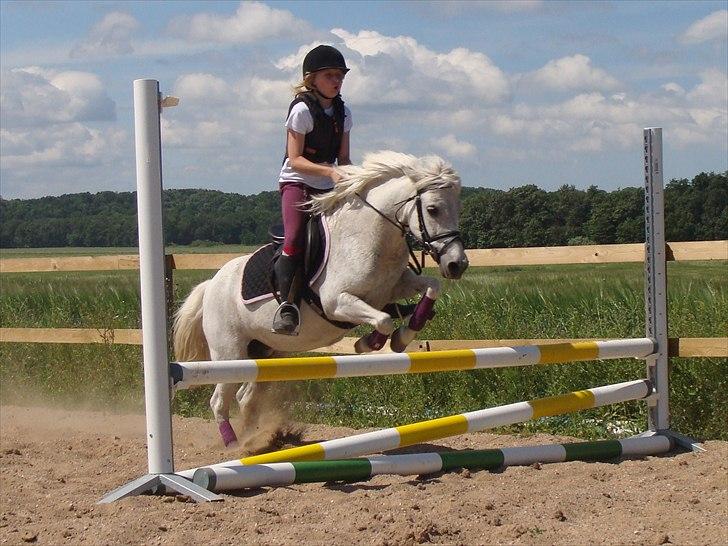 Anden særlig race Søby Vestergaards Clio billede 11